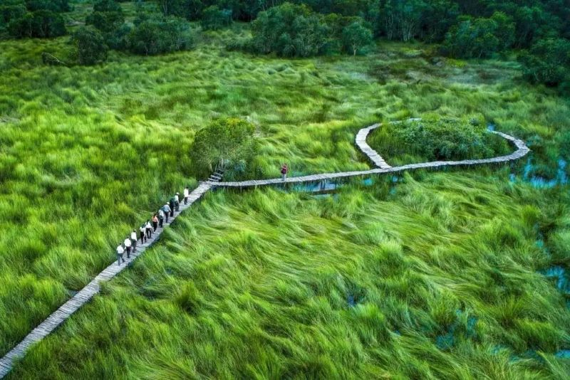 Cánh đồng bất tận Long An: Vẻ đẹp thanh bình vùng quê